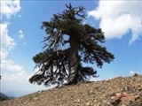  شاهد زنده یکهزار ساله؛ کشف پیرترین درخت اروپا