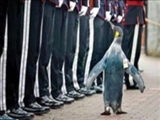 این پنگوئن نروژی سر‌تیپ شده است 