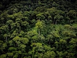 کشف مرتفع‌ترین درخت گرمسیری در جهان 