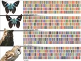 بارکدنويسي DNA با ‌هدف محافظت از نسل گونه‌ها و منابع تغذيه