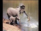  حمله یک کروکودیل به دو فیل 