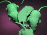 توليد موش ترانس ژنيک سبز