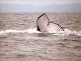 نهنگي که يک چهارم دنيا را پيمود 