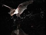 کشف خفاش هاي ماهيگير در اروپا