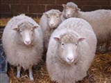 4 کپي از گوسفند شبيه سازي شده 
