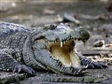 حمله تمساح‌ها به شهرهاي استراليا 