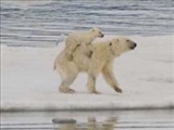 ماراتن 9 روزه خرس قطبي در جست‌وجوي غذا 