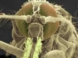 هراس دانشمندان از کشف گونه جدید پشه ناقل مالاریا 