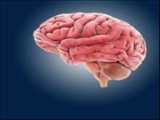  چرا مغز انسان چین و چروک دارد؟