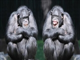  شامپانزه‌ها شبیه انسان‌ها با هم حرف می‌زنند! 
