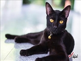  چرا دیدن گربه سیاه نشانه بدی است؟ / نگاهی به ریشه یک عقیده خرافی