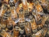 سرقت چندین هزار زنبور 