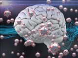 کووید-۱۹ چطور سلول‌های مغزی را تخریب می‌کند؟