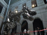 بزرگ‌ترین دایناسور تی‌رکس احتمالاً اندازه‌ای دو‌برابر یافته‌های قبلی داشته است