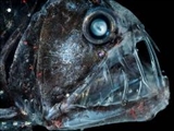 افعی‌ماهی، شکارچی ترسناک اعماق اقیانوس