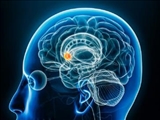 نقش جدیدی برای «دوپامین» در مغز انسان کشف شد