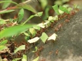 جنگ و دفاع دردنياي مورچه‌ها