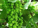 60 درصد باغات انگور آذربايجان شرقي قرار دارد 