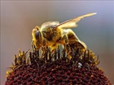 محاسبات شگفت انگیز زنبور عسل 