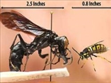 يک گونه زنبور غول پيکر کشف شد 