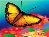 پروانه ی قشنگ 