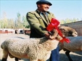 گران‌ ترین گوسفند جهان 