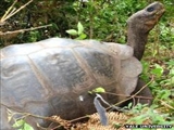 پیدا شدن اثر یک لاک‌پشت گالاپاگوسی بعد از ۱۵۰ سال 
