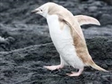 کشف پنگوئن زال در قطب جنوب 