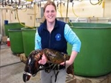 رها سازی بزرگترین خرچنگ چنگال قرمز صید شده در آمریکا 
