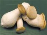 از مصرف قارچ‌هاي غير پرورشي بپرهيزيد