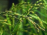 برنج ژنتیکی با آلرژی مقابله می‌کند