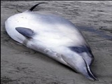 مشاهده یک نهنگ ناشناخته در سواحل نیوزیلند 
