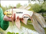 صید یک ماهی عجیب که از سه گونه ماهی تشکیل شده! 