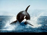 شگفتی‌های دنیای نهنگ‌ها 
