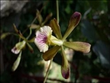 تصاویر دو گونه جدید از گلهای ارکیده در جزایر کارائیب