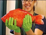 تصویری از بزرگترین ماهی قرمز جهان با وزن 2 کیلوگرم