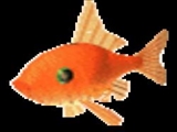 ماهی قرمز مغرور