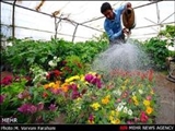 برگزاری هفتمین نمایشگاه بین المللی گل و گیاه در تبریز 