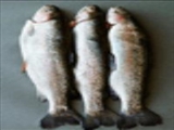 مصرف ماهي سفيد خطر ابتلا به ديابت نوع دو را کاهش مي‌دهد