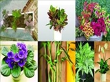 گیاهانی که به خانه شما زیبایی می​دهند
