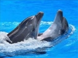 حافظه اجتماعی دلفین‌ها؛ طولانی‌ترین حافظه در بین حیوانات 