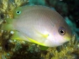ماهی هایی که چشم جعلی می سازند