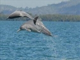 کشف گونه جدیدی از دلفین در آبهای استرالیا 