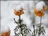 دانشمندان به راز تحمل سرما توسط گیاهان گلدار پی بردند