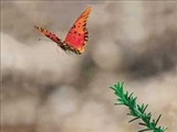 سرعت مجاز پروانه‌ها دربزرگراه هوايي 