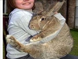 بزرگ‌ترین خرگوش جهان 