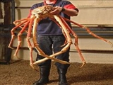 بزرگترین خرچنگ دنیا