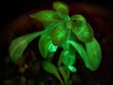 تصویر اولین گیاه شب تاب دنیا