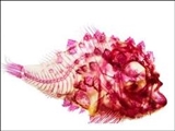 پنجره رنگی به دنیای درون ماهی ها/ تصاویر اعجاب انگیز از ماهی های اقیانوسی