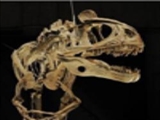 شهاب‌سنگ؛ دایناسورها را در زمستان جهاني دفن کرد 